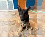 Small #1 German Shepherd Dog