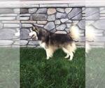 Small Photo #1 Pomsky Puppy For Sale in MILLERSBURG, OH, USA