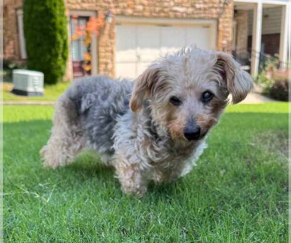 Medium Photo #5 Mutt Puppy For Sale in Kennesaw, GA, USA