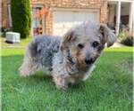 Small #4 Mutt