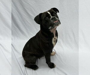 American Pit Bull Terrier-Bulldog Mix Dogs for adoption in Catasauqua, PA, USA