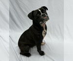 Small American Pit Bull Terrier-Bulldog Mix