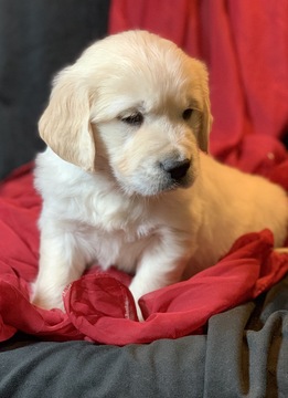 Medium Photo #4 Golden Retriever Puppy For Sale in MORGANTOWN, IN, USA