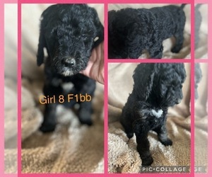 Labradoodle Puppy for sale in MORGANFIELD, KY, USA
