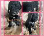 Small Photo #1 Labradoodle Puppy For Sale in MORGANFIELD, KY, USA