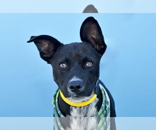 Medium Photo #1 German Shepherd Dog-Unknown Mix Puppy For Sale in Pasadena, CA, USA