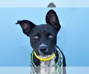 German Shepherd Dog-Unknown Mix Dogs for adoption in Pasadena, CA, USA