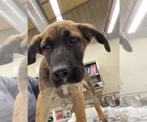German Shepherd Dog-Unknown Mix Dogs for adoption in Waco, TX, USA