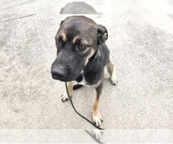 Medium Photo #1 German Shepherd Dog-Unknown Mix Puppy For Sale in Houston, TX, USA