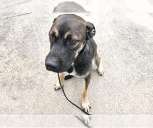 German Shepherd Dog-Unknown Mix Dogs for adoption in Houston, TX, USA