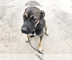 Small German Shepherd Dog Mix