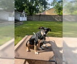 Small #3 American Staffordshire Terrier Mix
