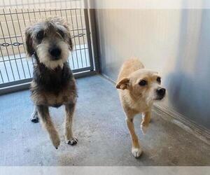 Cairn Terrier-Unknown Mix Dogs for adoption in Orange, CA, USA