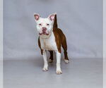 Small #1 American Pit Bull Terrier Mix