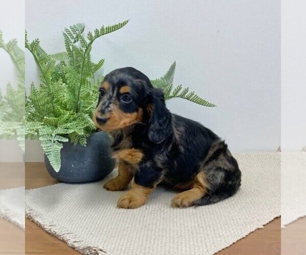 Medium Photo #3 Dachshund Puppy For Sale in MIDDLESEX, NY, USA