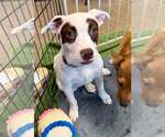 Small #12 Pug-Staffordshire Bull Terrier Mix