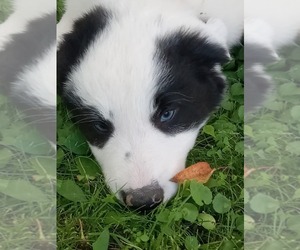 Border Collie Puppy for sale in ELLSWORTH, ME, USA