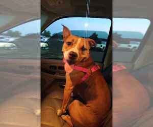 Mother of the American Staffordshire Terrier puppies born on 05/11/2025
