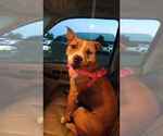 Small Photo #1 American Staffordshire Terrier Puppy For Sale in BARRON, WI, USA