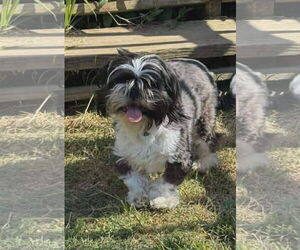 Shih Tzu Dogs for adoption in Croydon, NH, USA
