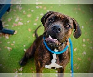 Mutt Dogs for adoption in Orlando, FL, USA