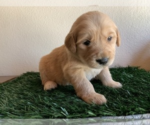 Golden Retriever Puppy for sale in DIAMOND BAR, CA, USA