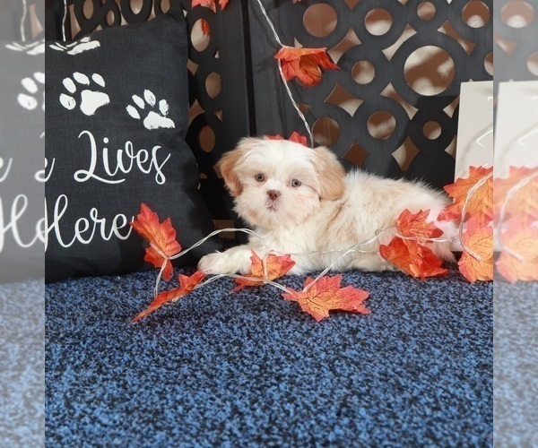 Medium Photo #4 Shih Tzu Puppy For Sale in MOUNT VERNON, OH, USA