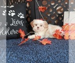 Small #3 Shih Tzu