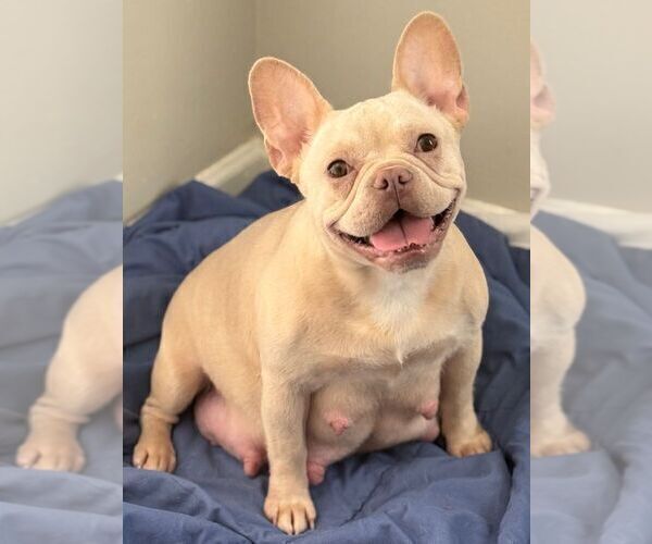 Medium Photo #1 French Bulldog Puppy For Sale in POWDER SPRINGS, GA, USA