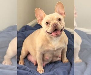 Mother of the French Bulldog puppies born on 04/16/2025