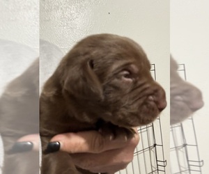 Labrador Retriever Puppy for sale in OSYKA, MS, USA