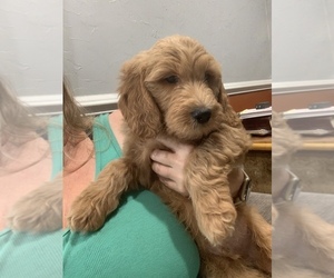 Goldendoodle Puppy for sale in BRADENTON, FL, USA