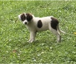 Puppy Timmy Borador