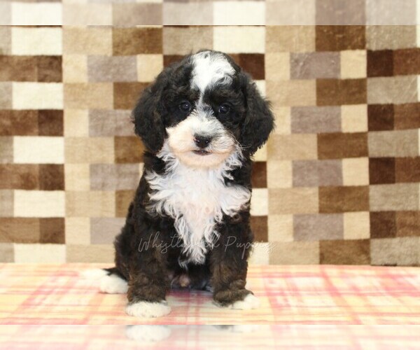 Medium Photo #3 Bernedoodle (Miniature)-Cavapoo (Miniature) Mix Puppy For Sale in DENVER, PA, USA
