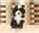 Jacob - Male Bernedoodle (Miniature)-Cavapoo (Miniature) Mix Puppy for Sale - Photo #3