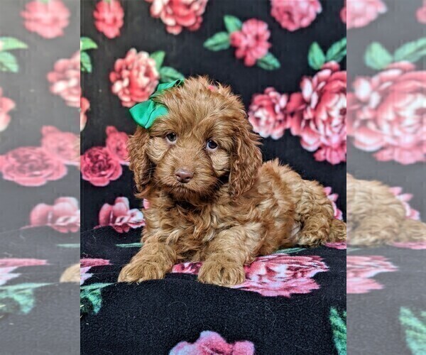 Medium Photo #6 Cocker Spaniel-Poodle (Miniature) Mix Puppy For Sale in BIRD IN HAND, PA, USA