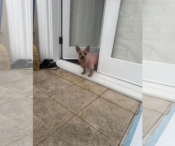 Medium Photo #4 Mutt Puppy For Sale in W Hollywood, CA, USA