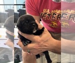 Small Photo #24 Cane Corso Puppy For Sale in REEVESVILLE, SC, USA