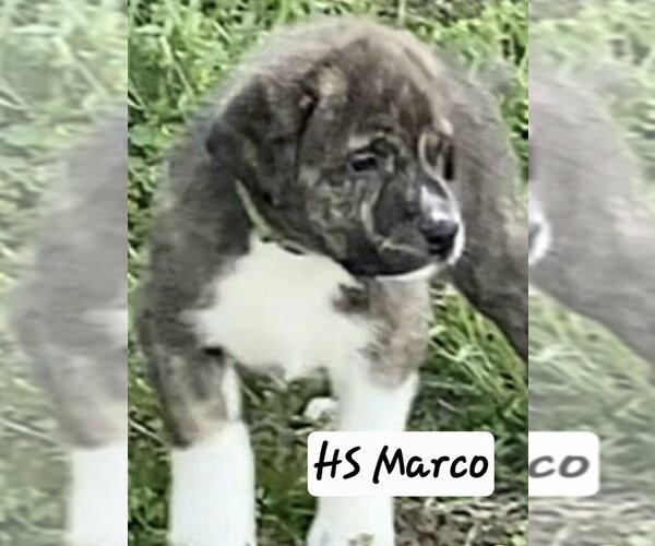 Medium Photo #2 Great Pyrenees-Unknown Mix Puppy For Sale in Foristell, MO, USA