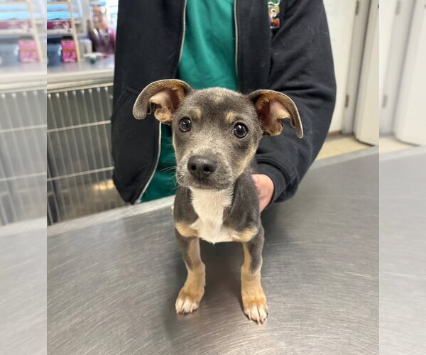 Medium Photo #2 Chiweenie Puppy For Sale in Mooresville, NC, USA