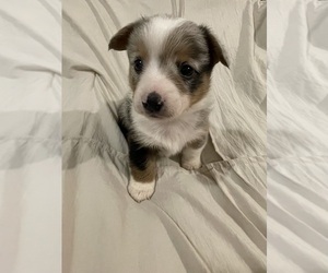 Cowboy Corgi Puppy for sale in GILL, CO, USA