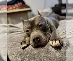 Small #6 American Pit Bull Terrier