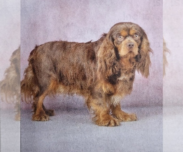 Medium Photo #1 Cavalier King Charles Spaniel Puppy For Sale in CARLISLE, KY, USA