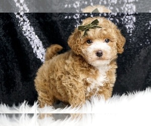 Maltipoo Puppy for Sale in WARSAW, Indiana USA