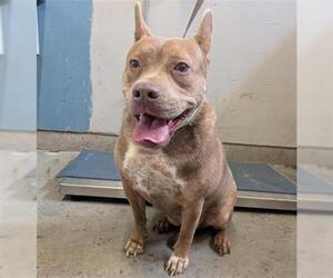 Mutt Dogs for adoption in Camarillo, CA, USA