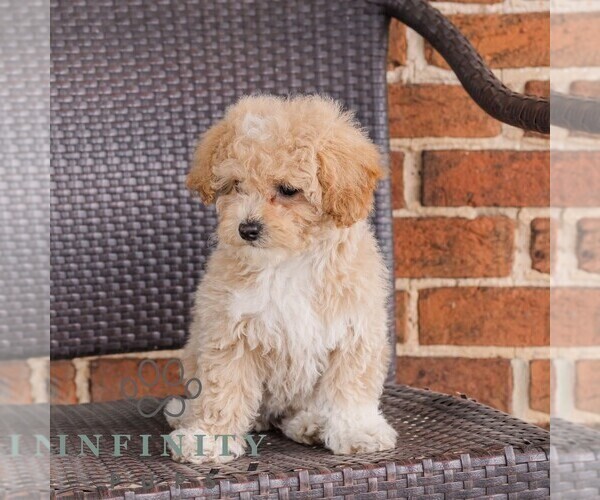 Medium Photo #3 Poodle (Toy)-Zuchon Mix Puppy For Sale in NEWVILLE, PA, USA
