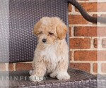 Small #2 Poodle (Toy)-Zuchon Mix