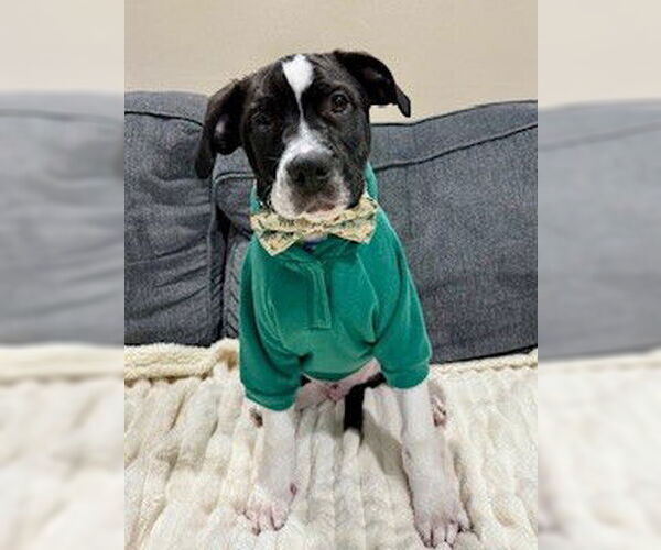 Medium Photo #1 Staffordshire Bull Terrier-Unknown Mix Puppy For Sale in Louisville, KY, USA