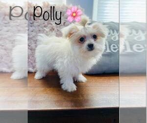 Maltipom Puppy for sale in COOKEVILLE, TN, USA