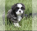 Small #3 Shih Tzu